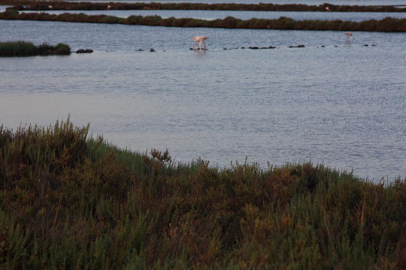 310-San Pietro,13 agosto 2014.JPG